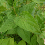 Scrophularia macrobotrys