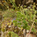 Thalictrum foetidum