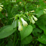 Symphytum grandiflorum