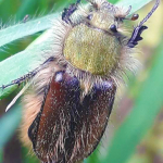 Pygopleurus cyaneoviolaceus