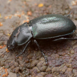 Zabrus aurichalceus