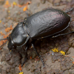 Zabrus aurichalceus