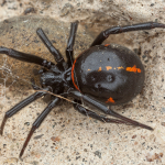 Steatoda paykulliana