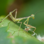 Hierodula transcaucasica