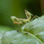 Hierodula transcaucasica