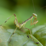 Hierodula transcaucasica