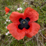 Papaver arenarium