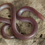 Xerotyphlops vermicularis