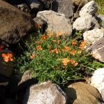 Papaver fugax