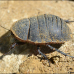 Polyphaga aegyptiaca