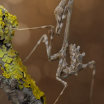 Empusa pennicornis