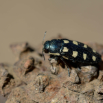 Buprestis octoguttata