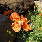 Papaver fugax