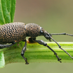 Otiorhynchus tiflensis