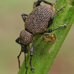 Otiorhynchus tiflensis