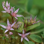 Sedum stoloniferum