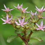 Sedum stoloniferum