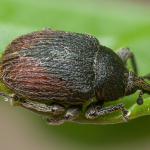 Rhinusa tetra