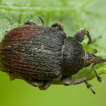 Rhinusa tetra