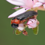 Luciola lusitanica