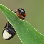 Luciola lusitanica