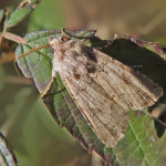 Agrotis segetum