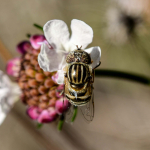 Eristalinus megacephalus