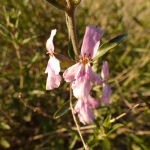 Stachys fruticulosa