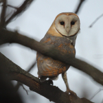 Tyto alba