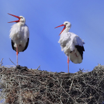 Ciconia ciconia