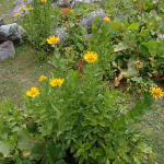 Inula orientalis