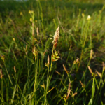 Carex transsilvanica