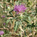 Centaurea iberica