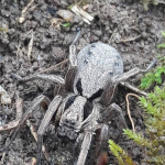 Alopecosa taeniopus