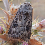 Agrotis bigramma