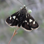 Eurrhypis pollinalis