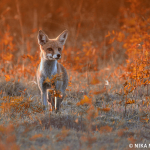 Vulpes vulpes