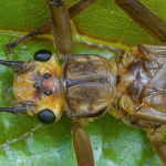 Perla pallida