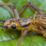 Perla pallida