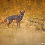 Vulpes vulpes