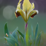 Iris pumila