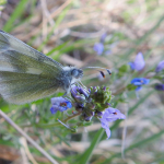 Leptidea duponcheli