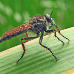 Tolmerus cingulatus