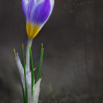 Crocus adamii