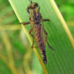 Tolmerus cingulatus