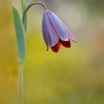 Fritillaria caucasica