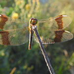 Sympetrum pedemontanum