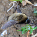 Bombylius trichurus