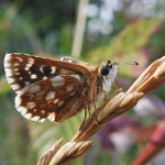 Spialia orbifer