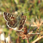 Spialia orbifer